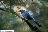 Black-collared Jay - Cyanolyca armillata