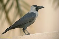 House Crow - Corvus splendens