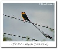 Shaft-tailed Whydah - Vidua regia