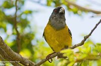 Patagonian Sierra-Finch - Phrygilus patagonicus