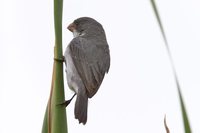 White-bellied Seedeater - Sporophila leucoptera