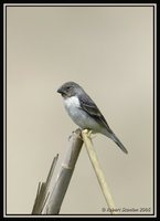 Chestnut-throated Seedeater - Sporophila telasco