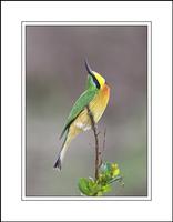 Little Bee-eater (Merops pusillus)