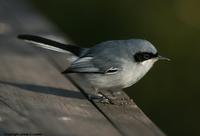 *NEW* Masked Gnatcatcher - male