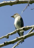 Olive-sided Flycatcher at SJRNWR 5/21/05 © 2005 Jim Gain