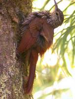 Spot-crowned Woodcreeper