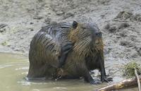 뉴트리아(Myocastor coypus)