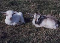 Cashmere Goat does