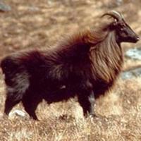 Himalayan Tahr