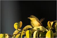 Ashy Prinia