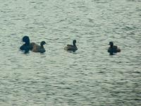 Little Grebe (Smådopping) - Tachybaptus ruficollis - Southern Pochard (Sydlig brunand) - Netta e...