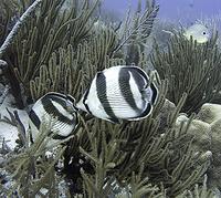 Banded Butterflyfish - Chaetodon striatus