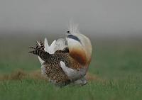 Great Bustard