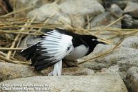 Fig. 14. Japanese Wagtail : 검은등할미새