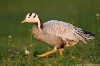 004035 - Anser indicus (Bar Headed Goose)