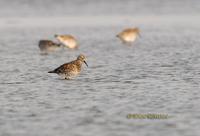 Great knot C20D 03050.jpg