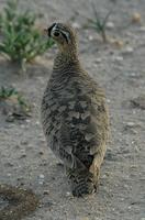 Black-faced Sandgrouse p.164