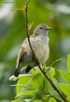 Plain-Flowerpecker