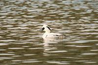 흰비오리 Smew Mergus alellus