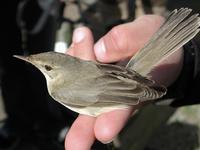 Marsh Warbler (Acrocephalus palustris)