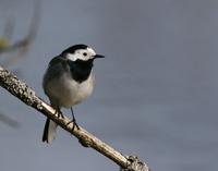 Pied Wagtail (Motacilla alba)