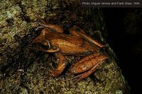 : Boophis brachychir