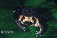: Breviceps poweri; Power's Rain Frog