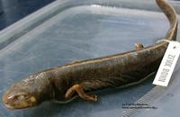 : Cynops wolterstorffi; Kunming Lake Newt