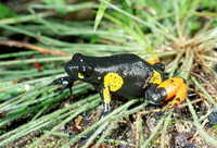 : Mantella cowanii; Harlequin Mantella