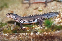 : Mesotriton alpestris alpestris; Alpine Newt