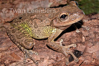 : Osteopilus septentrionalis; Cuban Treefrog