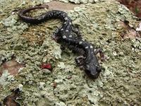 : Plethodon fourchensis; Fourche Mountain Salamander