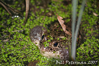 : Rana areolata circulosa; Northern Crawfish Frog