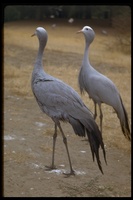 : Anthropoides paradisea; Blue Crane