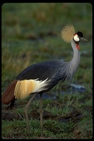 : Balearica regulorum ssp. gibbericeps; Grey Crowned-crane