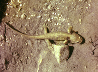: Ranodon sibiricus; Semirechensk Salamander