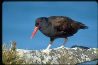 : Haematopus ater; Blackish Oystercatcher