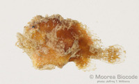 : Antennarius coccineus