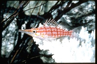 : Oxycirrhites typus; Longnose Hawkfish