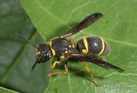 : Ancistrocerus campestris; Mason Wasp