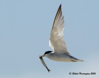 : Sternula antillarum; Least Tern