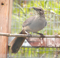 : Toxostoma redivivum; California Thrasher