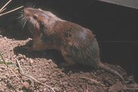 : Thomomys bottae; Valley Pocket Gopher