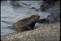 : Ambylrhynchus cristatus; Marine Iguana