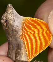 : Anolis ortonii