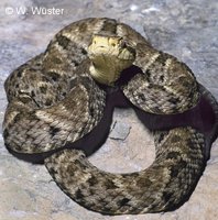 : Bothrops atrox; Common Lancehead