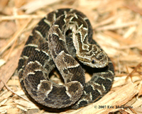 : Bothrops pubescens; Pampas Lancehead