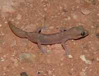 : Diplodactylus mitchelli