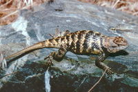 : Sceloporus magister transversus; Barred Spiny Lizard