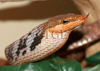 : Xyelodontophis uluguruensis; Dagger-tooth Vine Snake